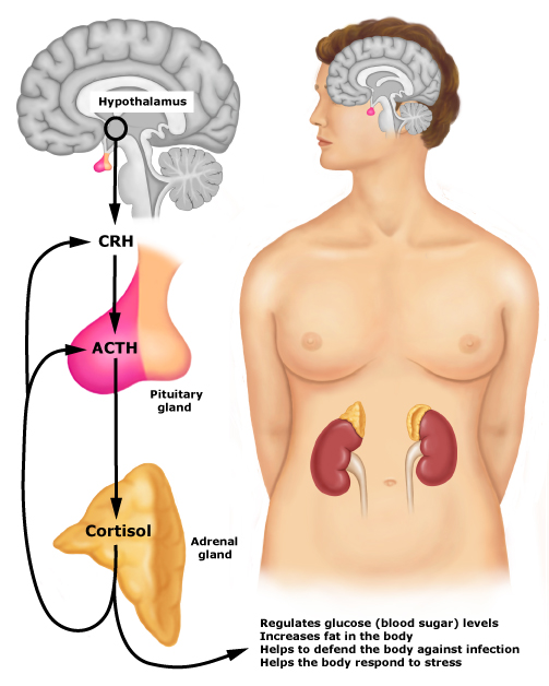 The hypothalamic-pituitary-adrenal axis